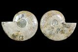 Bargain, Cut & Polished Ammonite Fossil - Madagascar #148061-1